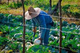 Cuba, banca, fomento, agrícola