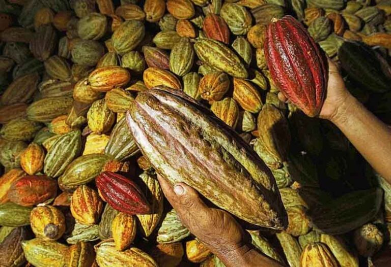 cacao