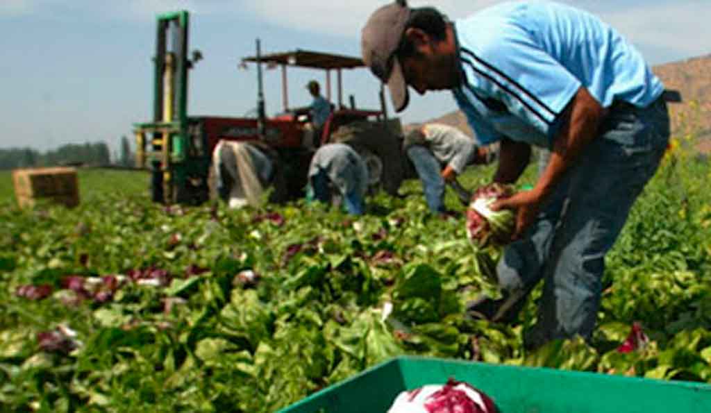 uruguay-agricultura-1