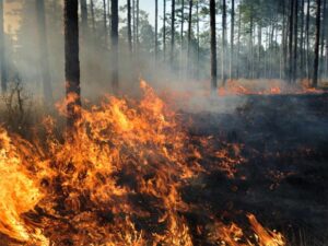 Rusia-Incendios-Forestales-1